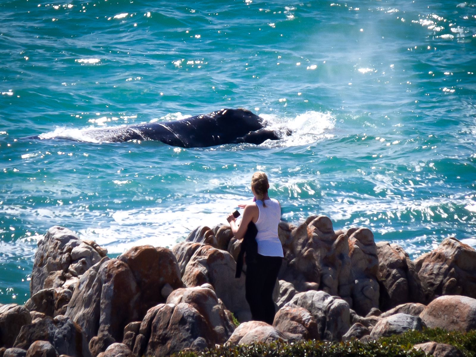 Walk With Whales